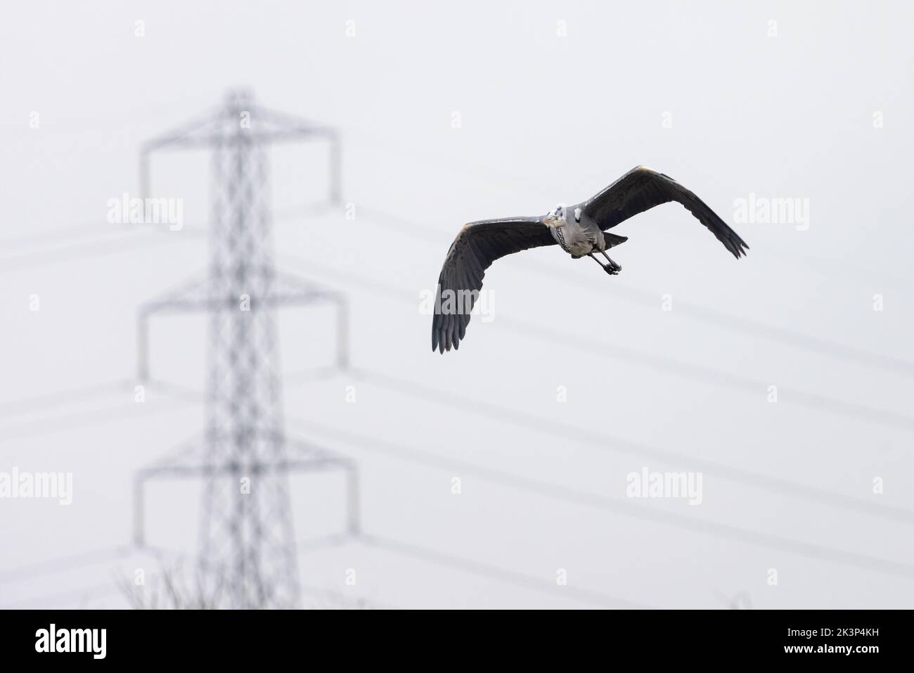 Grauer Reiher [ Ardea cinerea ] im Flug mit verhobenem Strompylon auf dem Hintergrund Stockfoto
