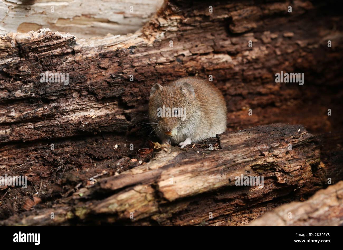 Eine niedliche, wilde Bankmaus, Myodes glareolus, die in einem Holzhaufen nach Nahrung jage. Stockfoto