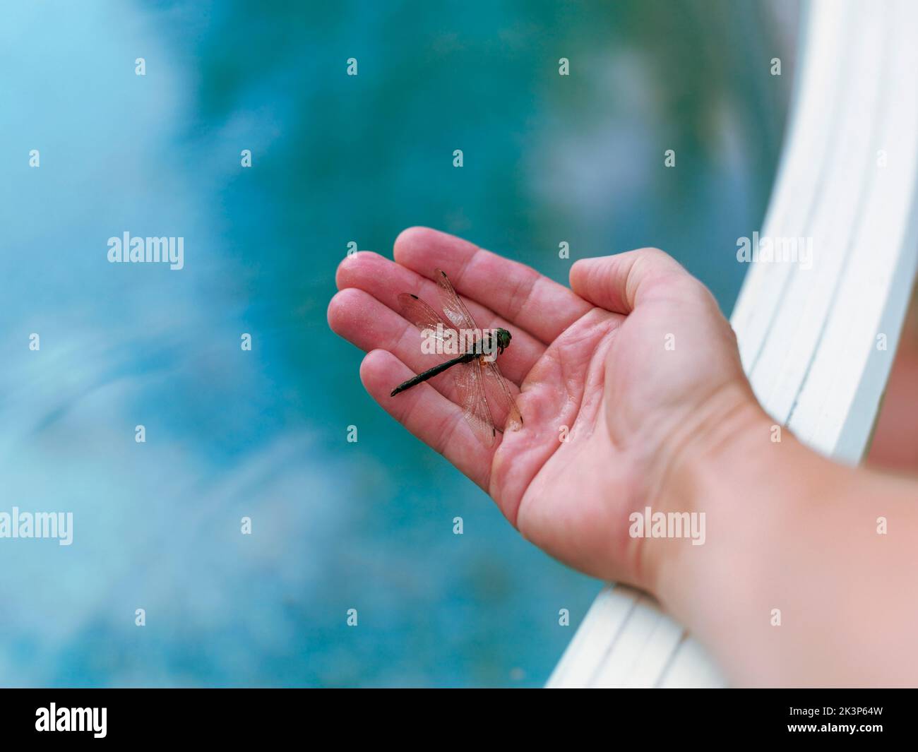 Nahaufnahme der Hand mit einer Libelle aus dem Wasser gerettet, Konzept der Tierpflege Stockfoto