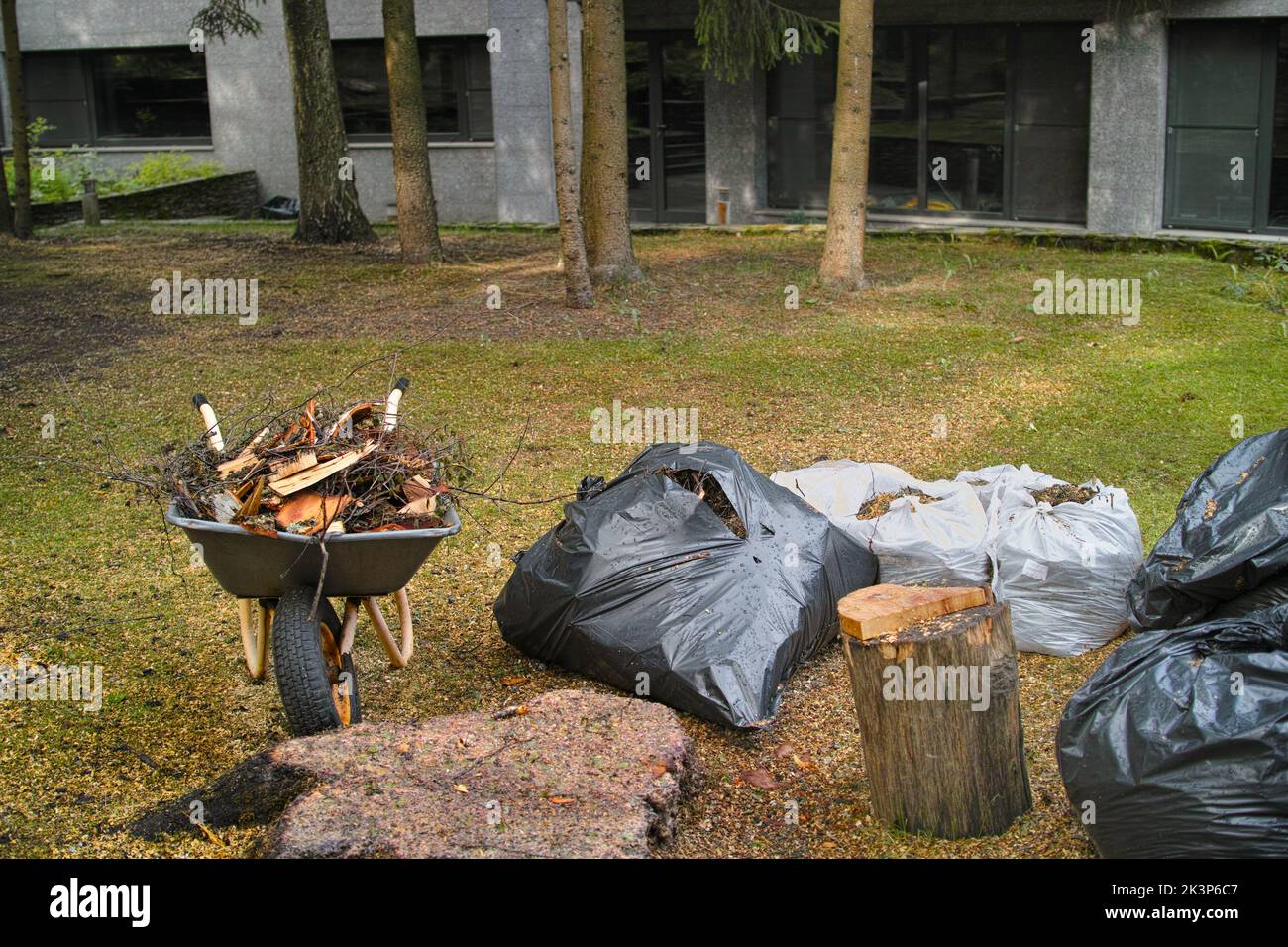Reinigung eines Grundstücks nach einer Baumentfernung, Plastiktüten mit Müll und Schubkarre in der Mitte der Komposition Stockfoto