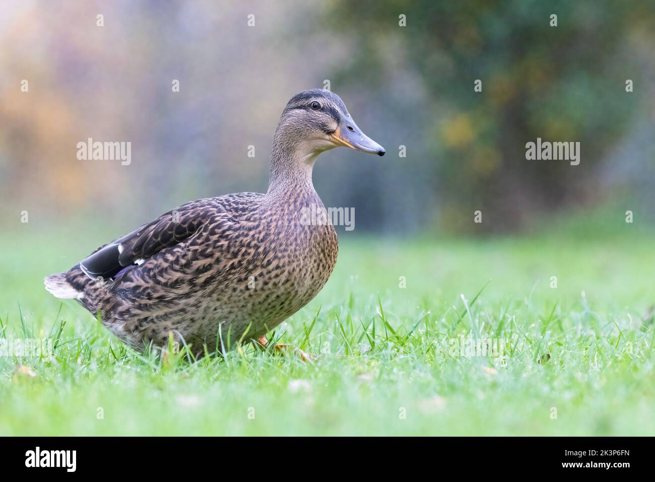 Weiblicher Mallard [ Anas platyrhynchos ], der auf Gras mit unfokussischem Hintergrund läuft Stockfoto