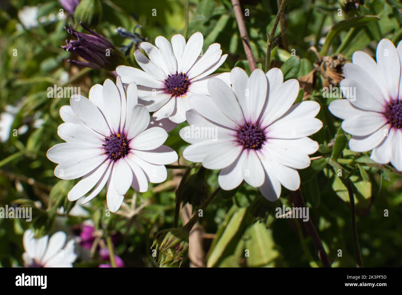 Eine Nahaufnahme der im Freien wachsenden afrikanischen Gänseblümchen (Osteospermum fruticosum) Stockfoto
