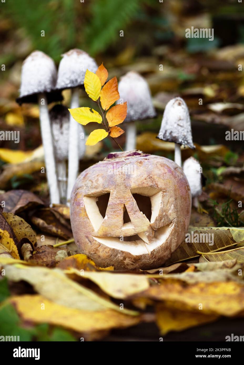 Halloween niedliche gebogene Zuckerrübe mit lustigem Gesicht in einem dunklen Herbstwald mit einer Gruppe von zotteligen Tintenkappen. Selektiver Fokus. Stockfoto