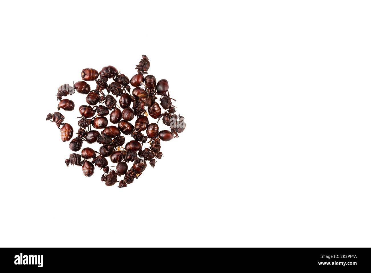 Geröstete Culona-Ameise - leckeres kolumbianisches Rezept ...