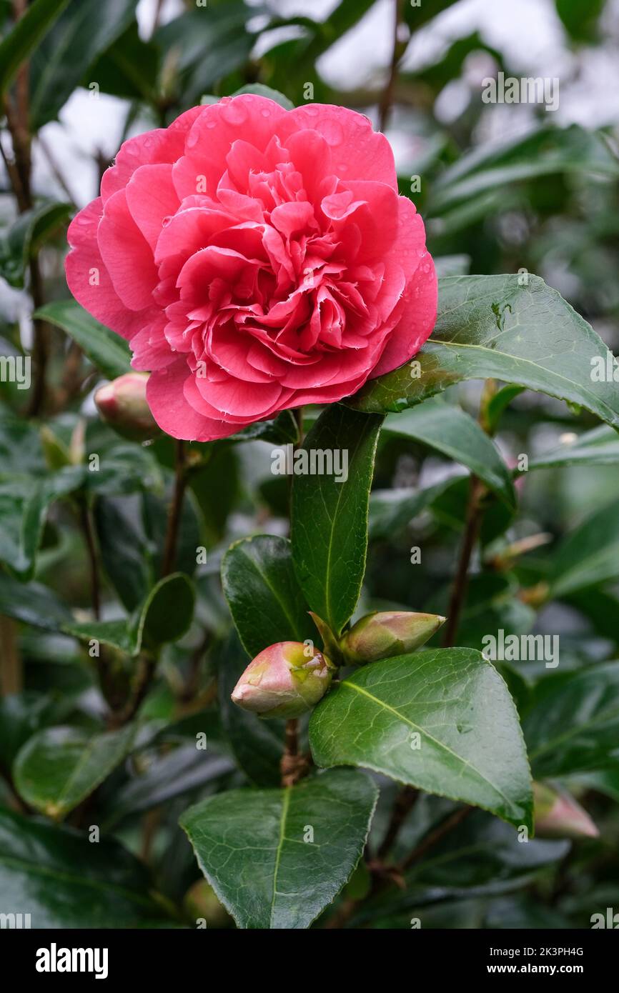 Camellia × williamsii 'Antizipation', Camellia 'Antizipation'. Doppelte, tiefrosa Blüten Stockfoto