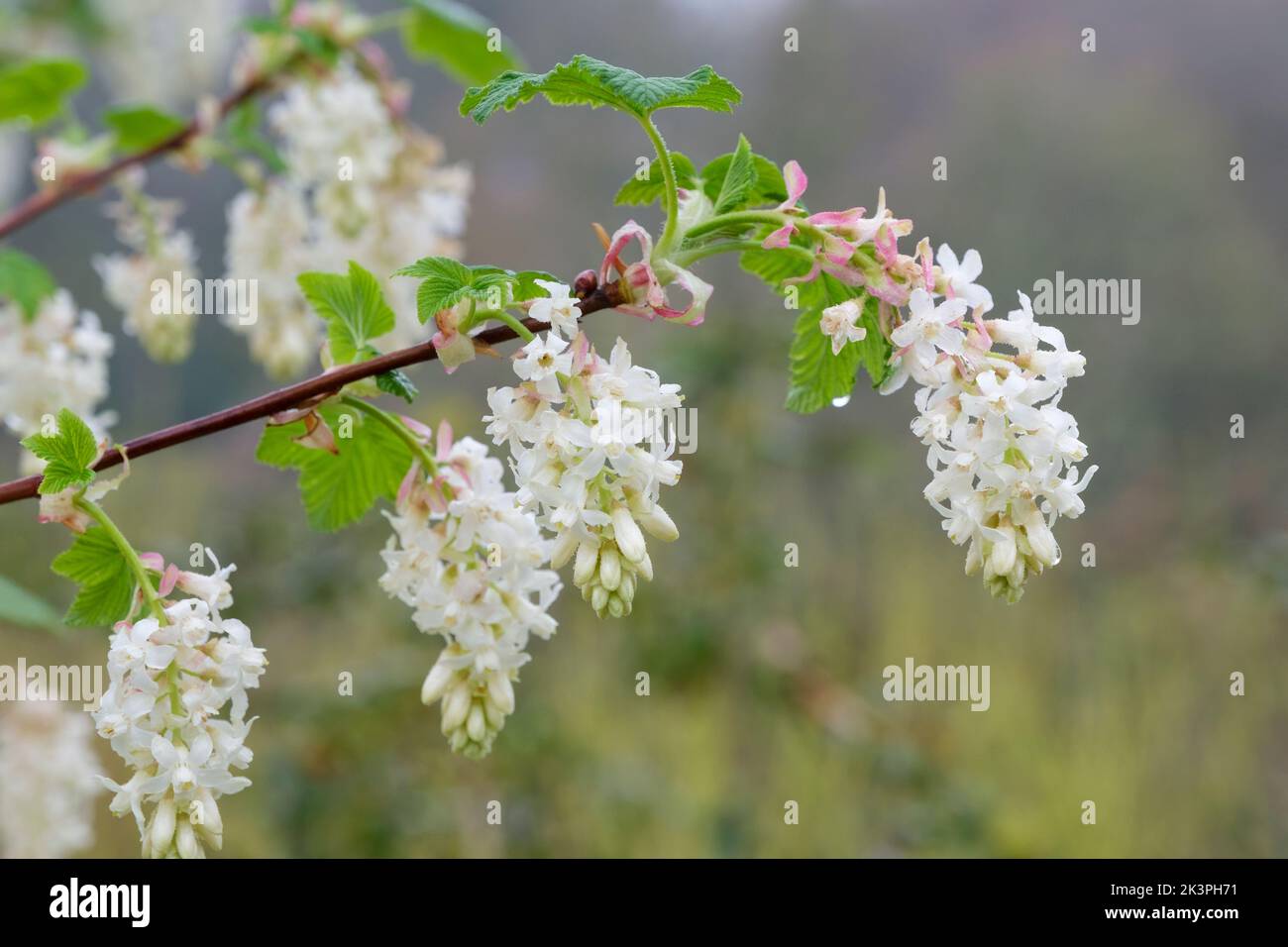 Ribes sanguineum White Icicle, Ribes sanguineum 'Ubric', Ribes sanguineum 'White Icicle', blühende Johannisbeere, White Icicle. Hängende Racemes aus röhrenförmigen Stockfoto