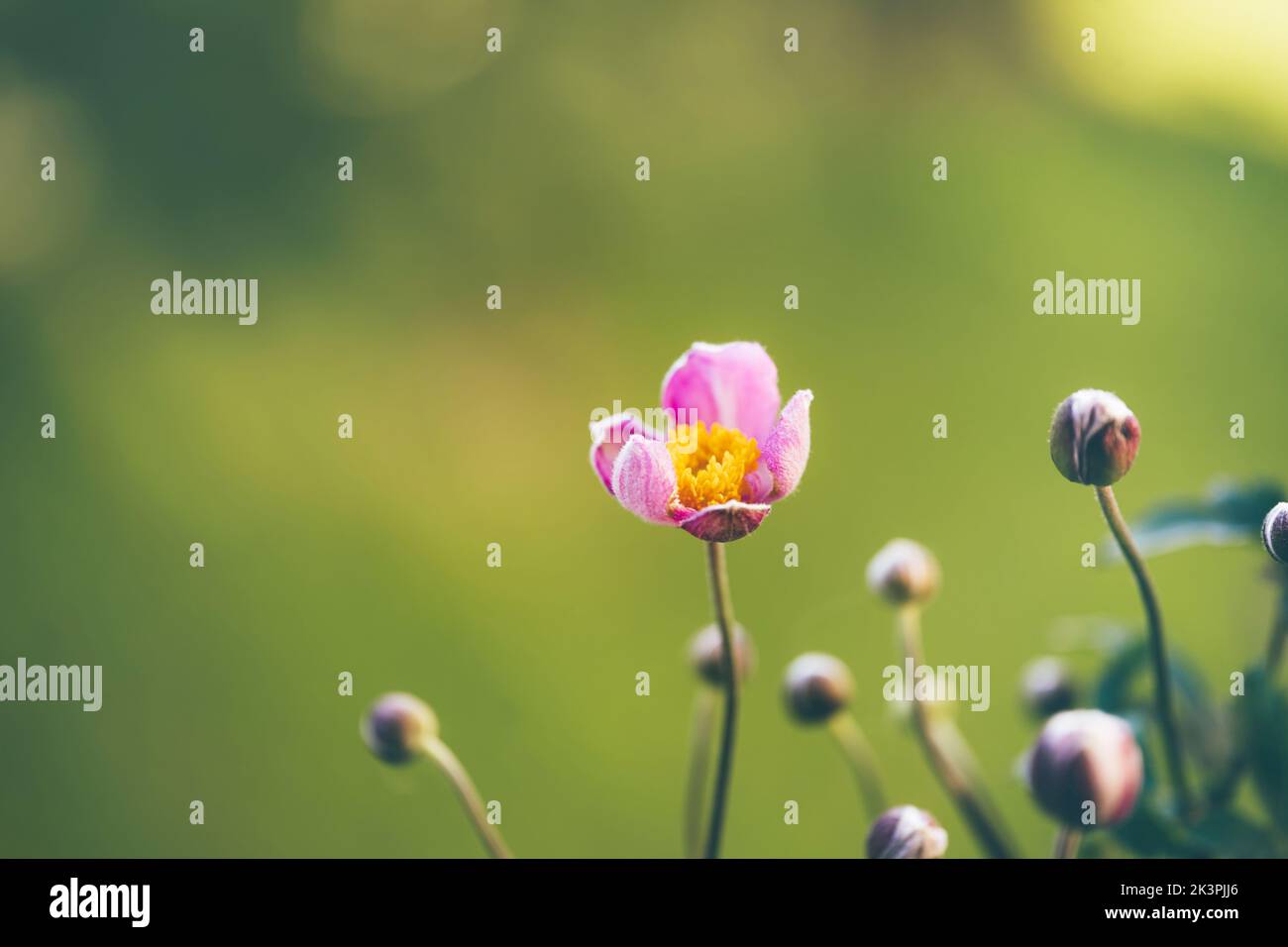 Sanft rosa Blüten von Anemonen im Freien im Herbst. Minimalistische Komposition von Naturschönheit Stockfoto