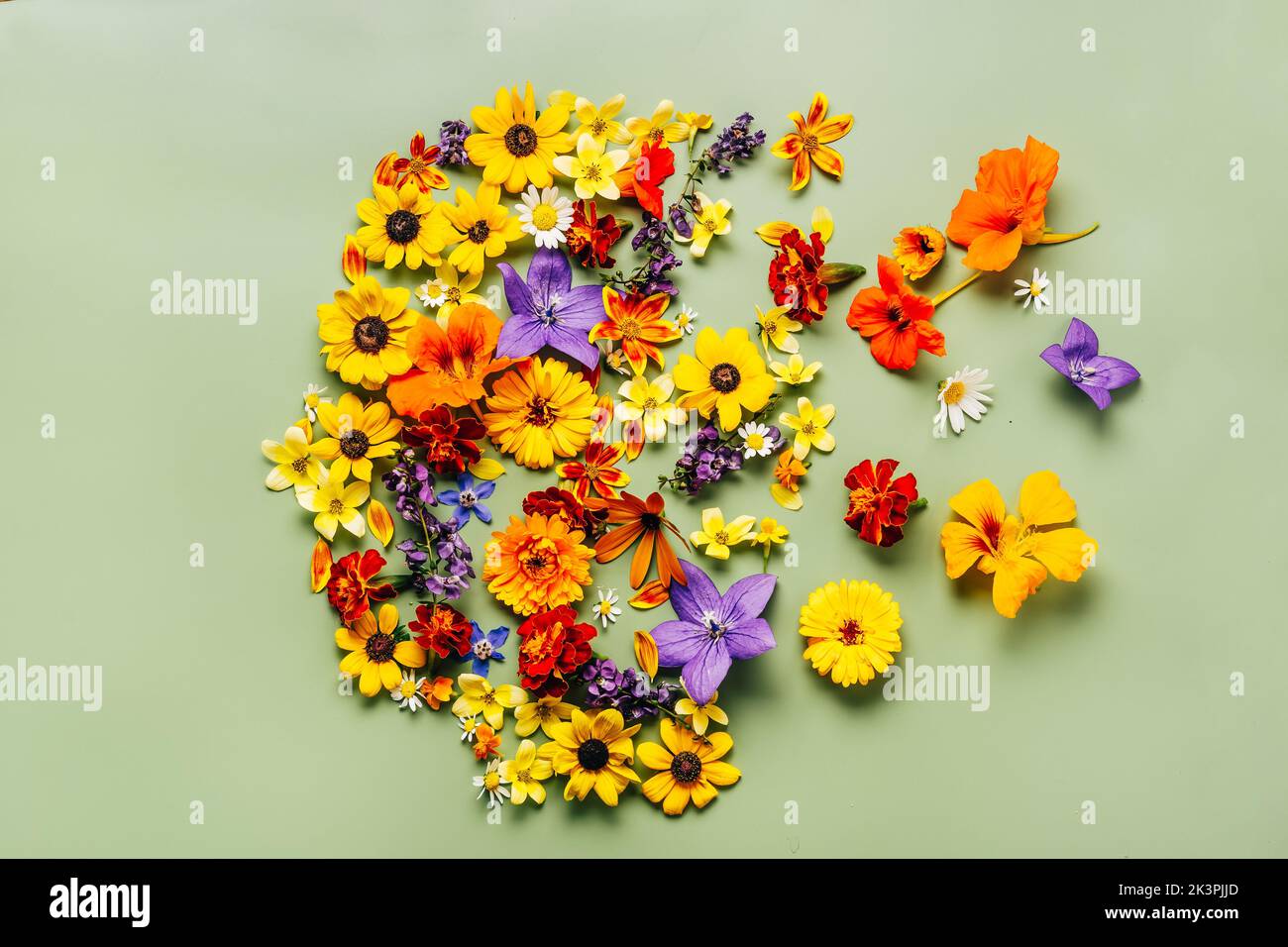 Symbol des menschlichen Kopfes mit orangefarbenen, blauen und gelben Blüten auf grünem Hintergrund. Psychische Gesundheit, emotionales Wohlbefinden, zufriedene Emotionen, Selbstversorgung, Psychologie, Green Thinking, Ökologie Konzept Stockfoto