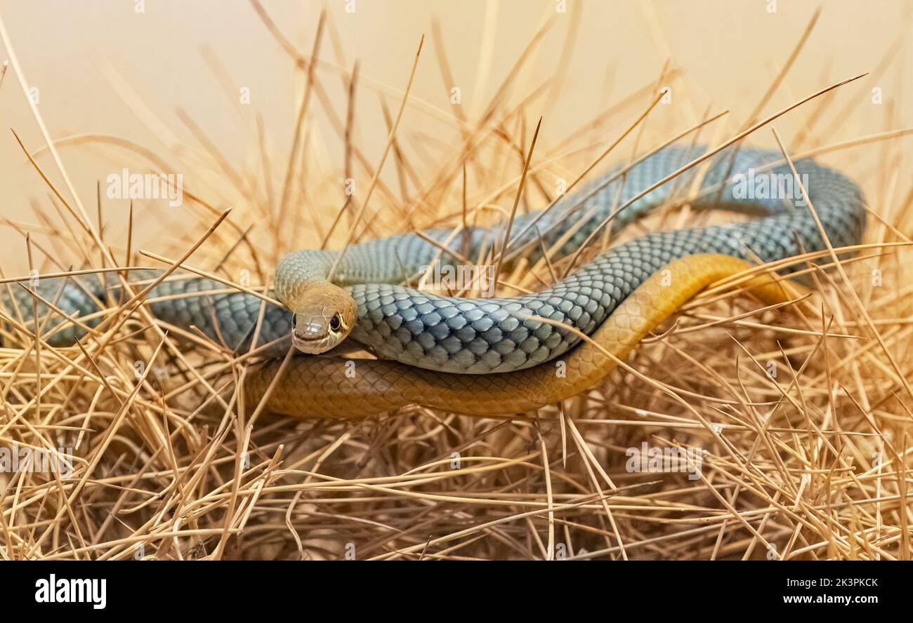 Gelbgesichtenwhipsnake (Demansia psammophis) stammt aus Australien. Captive Stockfoto