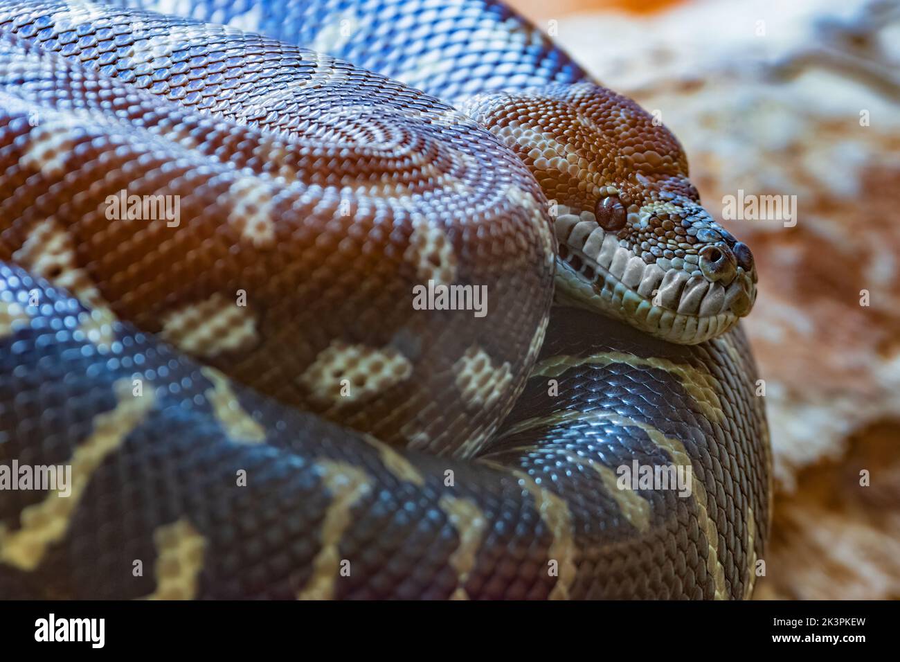 Centralian Carpet Python (Morelia spilota bredli) stammt aus Australien. Captive. Stockfoto
