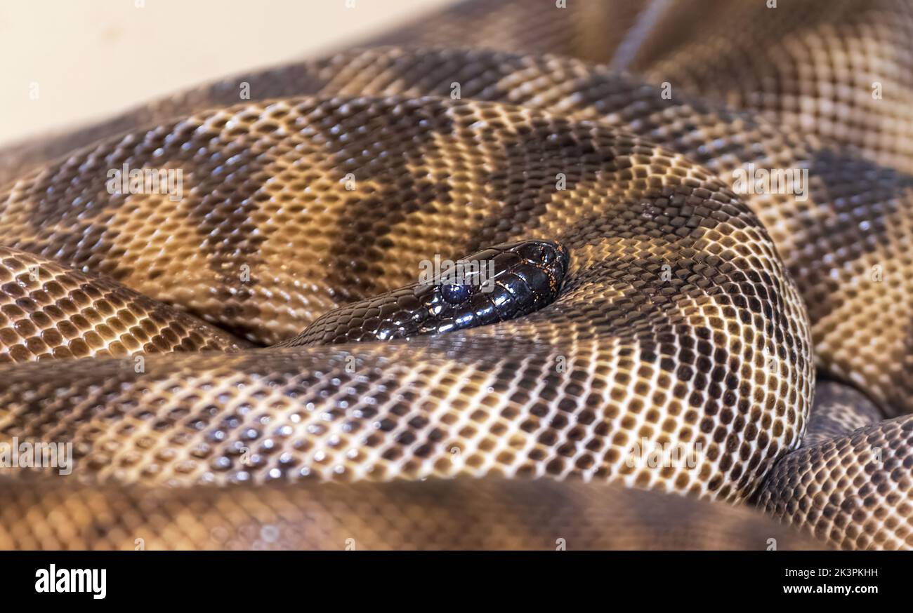 Schwarzkopf-Python (Aspiditen melanocephalus) ist in Australien beheimatet. Captive. Stockfoto