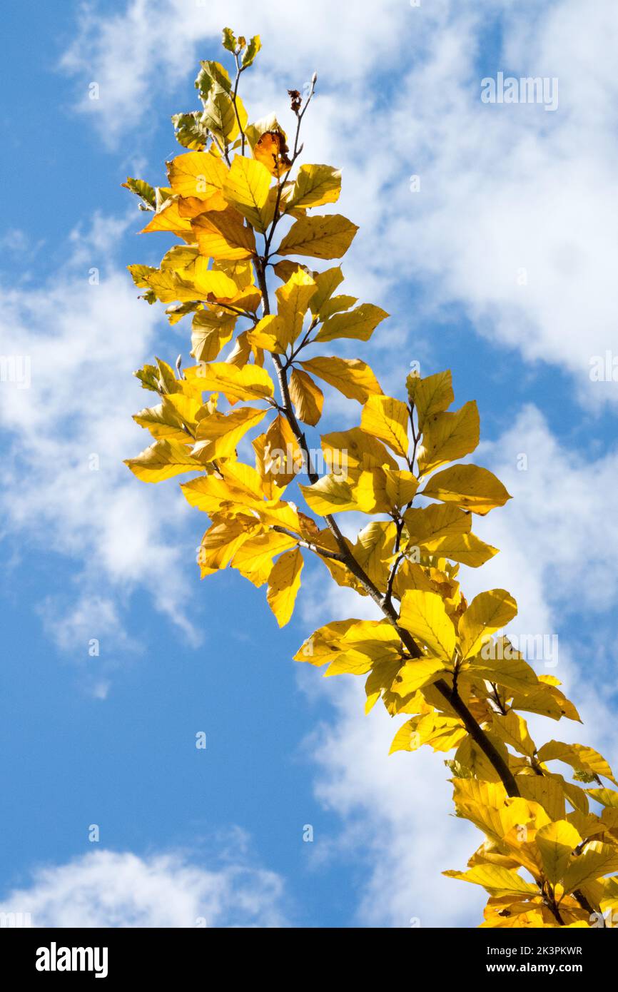 Herbst, Japanische Buche, Fagus, Buche, Zweig, Siebold's Beech, Sonnentag, Sonnenschein, blauer Himmel, Blätter Stockfoto