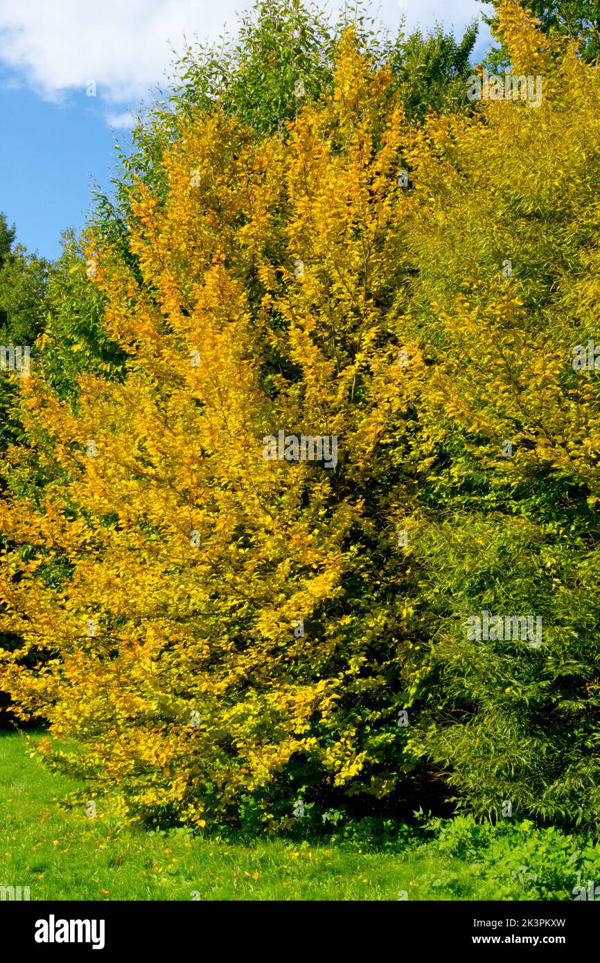 Fagus crenata Tree, Herbst, Japanische Buche, Herbstlicher Buchenbaum, Siebold's Beech, Saison Stockfoto