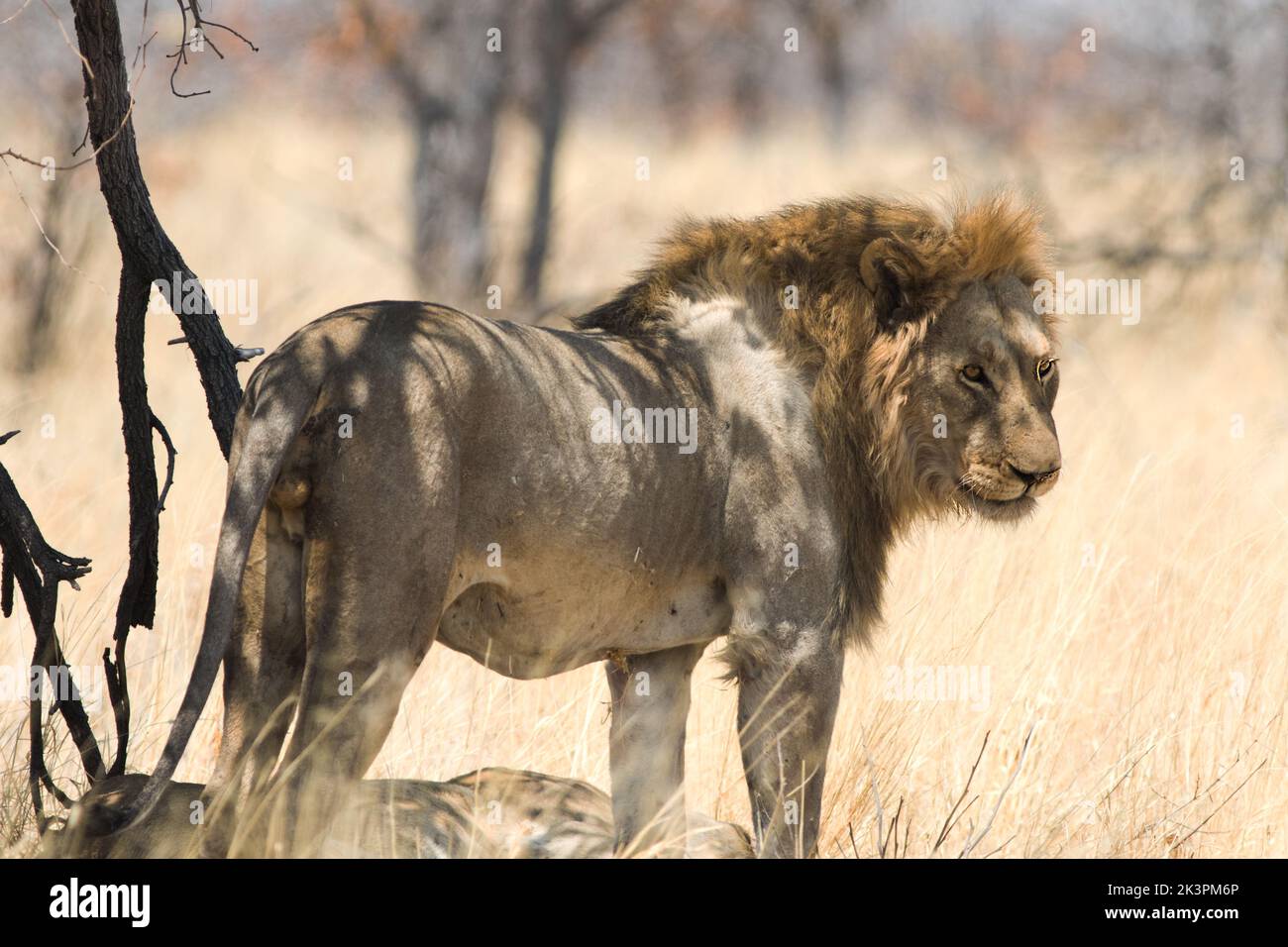 Schöner Goldener Mähne Löwe steht - mit guter Sicht auf das Gesicht - nach der Paarung. Stockfoto