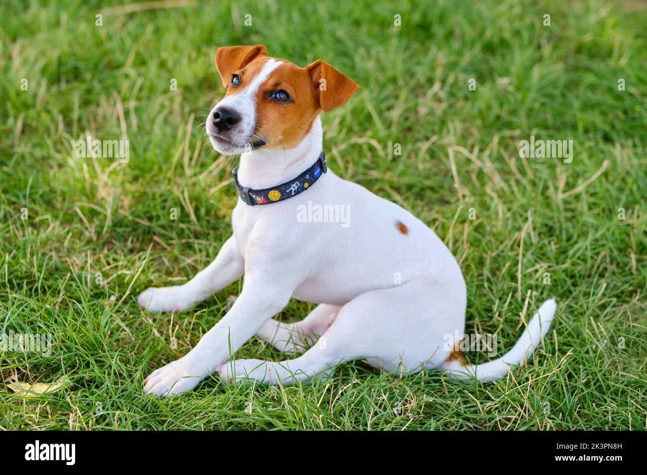 Kleiner Welpe eines Buben russel Terrier auf der Wiese Stockfoto