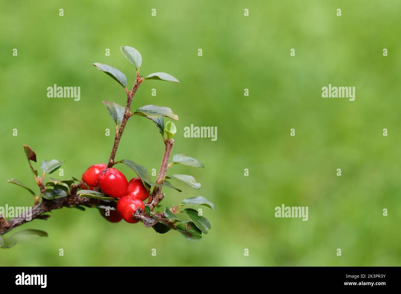 Schöne rote Früchte reifen auf einem Zweig eines Cotoneasters, Seitenansicht, Kopierraum, grüner verschwommener Hintergrund Stockfoto