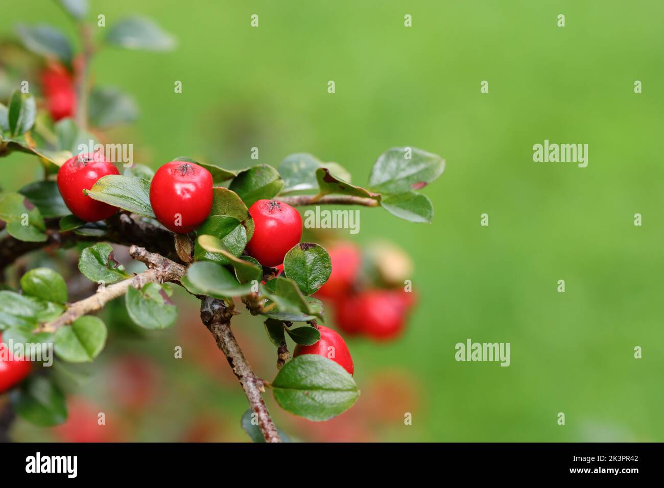 Nahaufnahme von hübschen roten Früchten auf einem Zweig eines Cotoneasters, Seitenansicht, Kopierraum Stockfoto