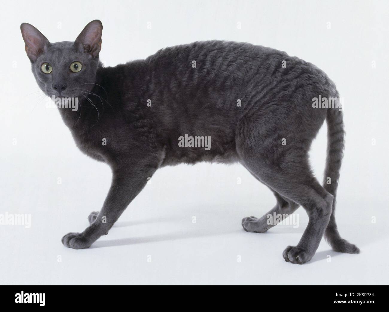 Blue Smoke Cornish Rex Katze stehend, erschrocken, bogiger Rücken, lange gerade Beine, muskulöse Oberschenkel, Plätscherndes Fell, Seitenansicht. Stockfoto