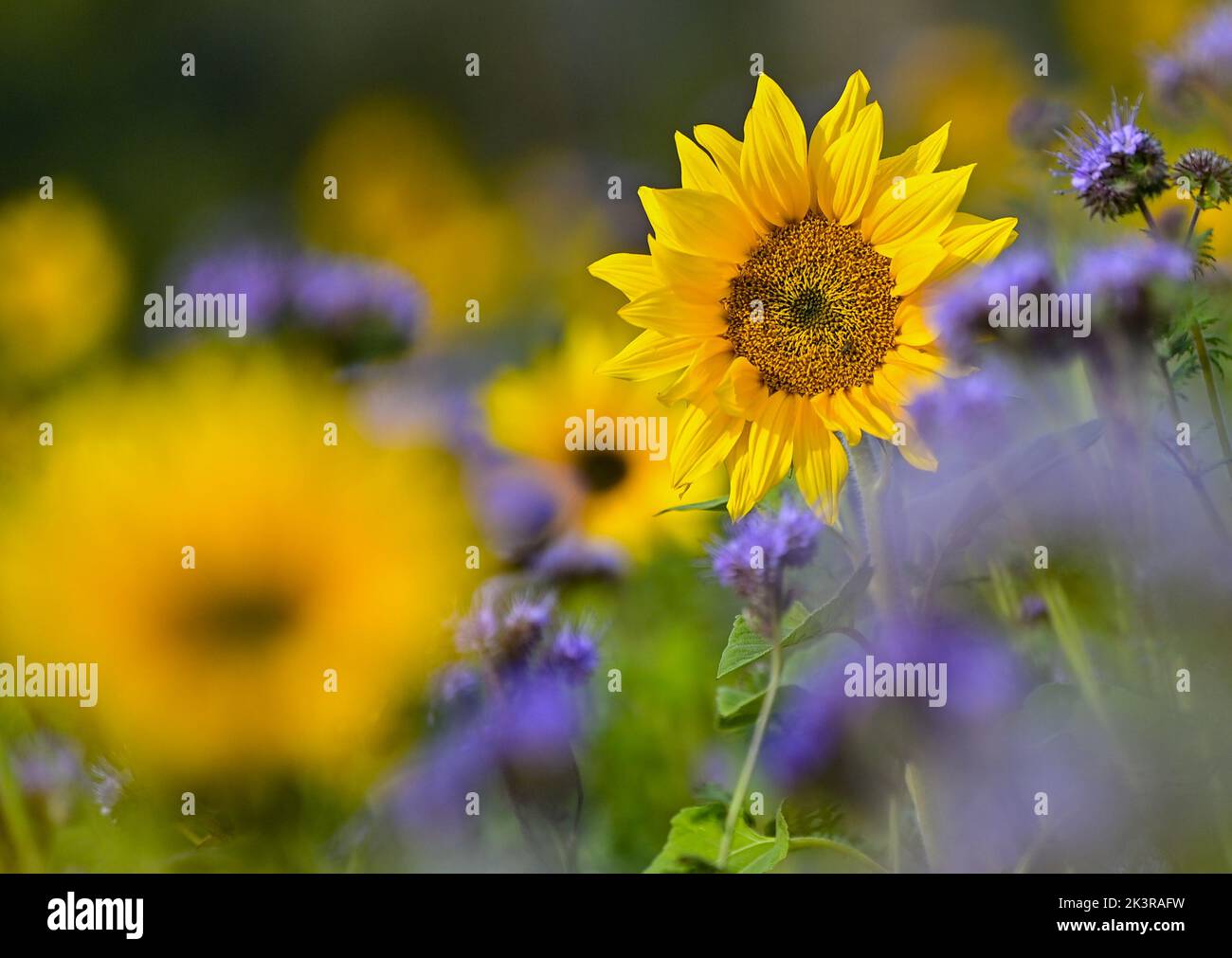 28. September 2022, Brandenburg, Frankfurt (oder) Gelbe Sonnenblumen