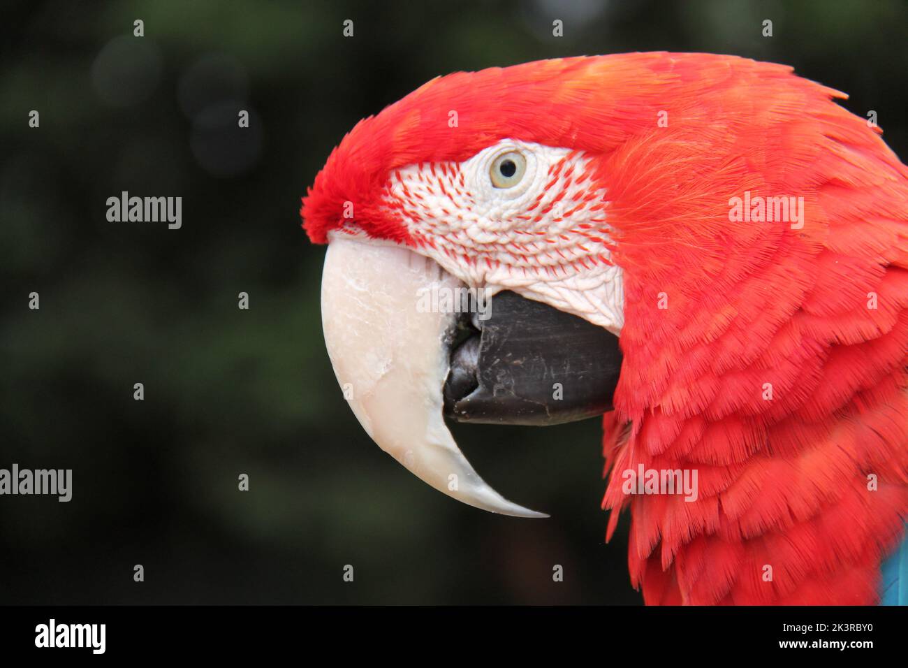 Der Kopf eines tropischen Vogels des scharlachroten Ara. Stockfoto