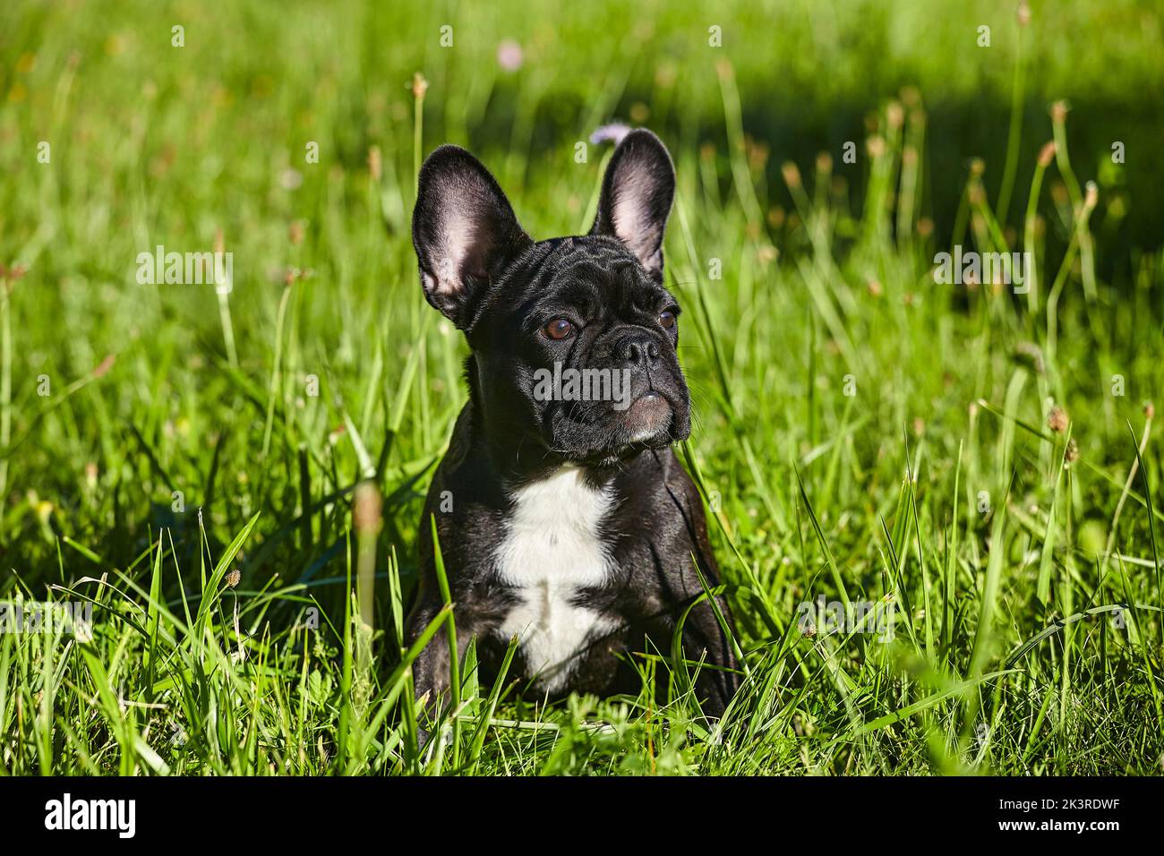 Charmante französisch Bulldogge Welpen im Sommer auf dem grünen Gras. Stockfoto