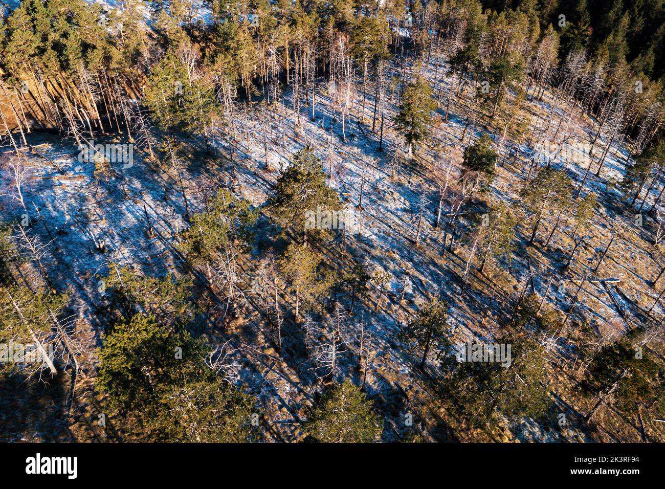 Luftaufnahme des immergrünen Waldes im Winter mit erstem Schnee und Frost auf dem Boden von Drohne pov, Hochwinkel-Ansicht Stockfoto