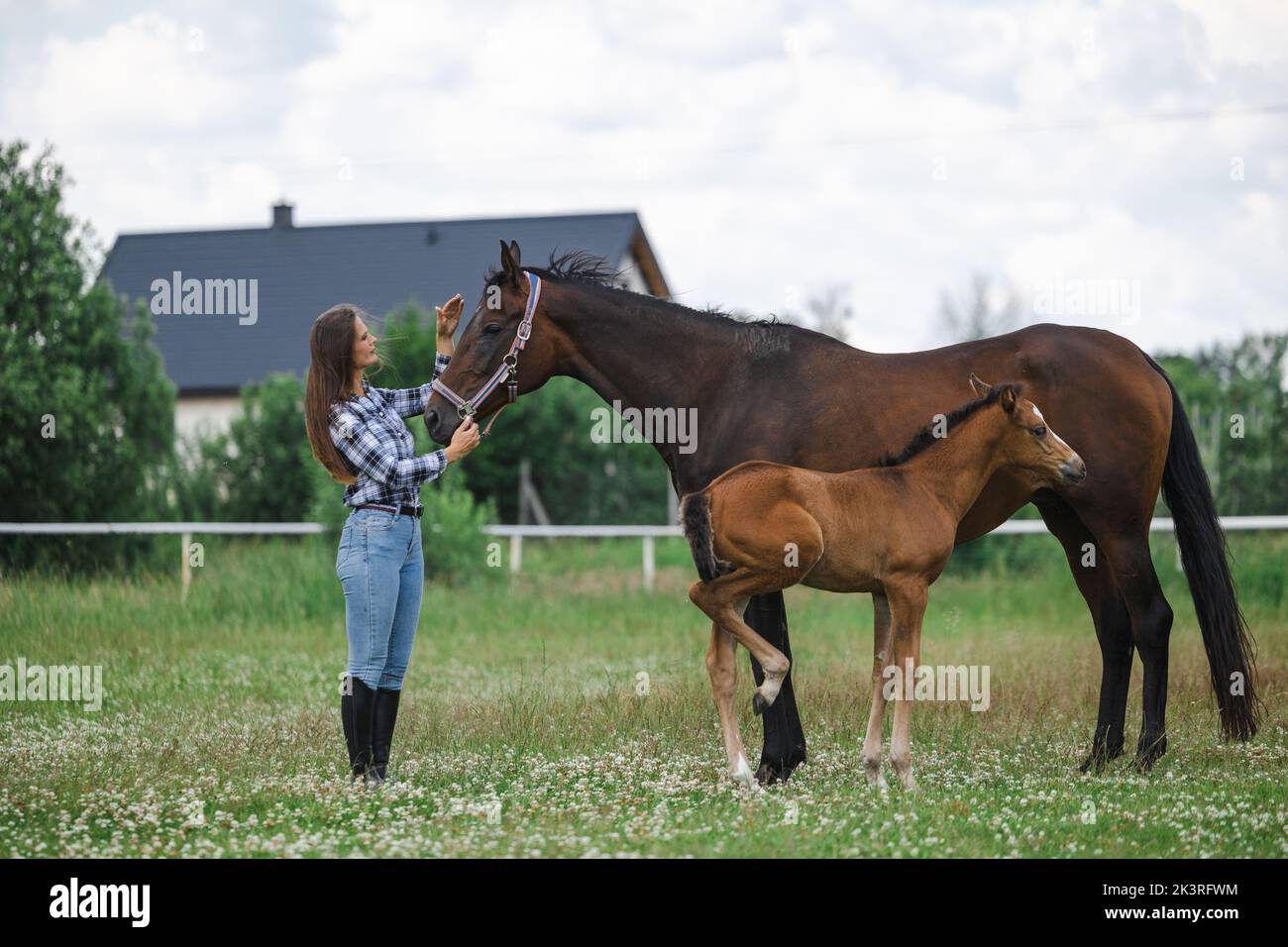 Junge Frau, die mit ihren Pferden auf dem Feld steht Stockfoto