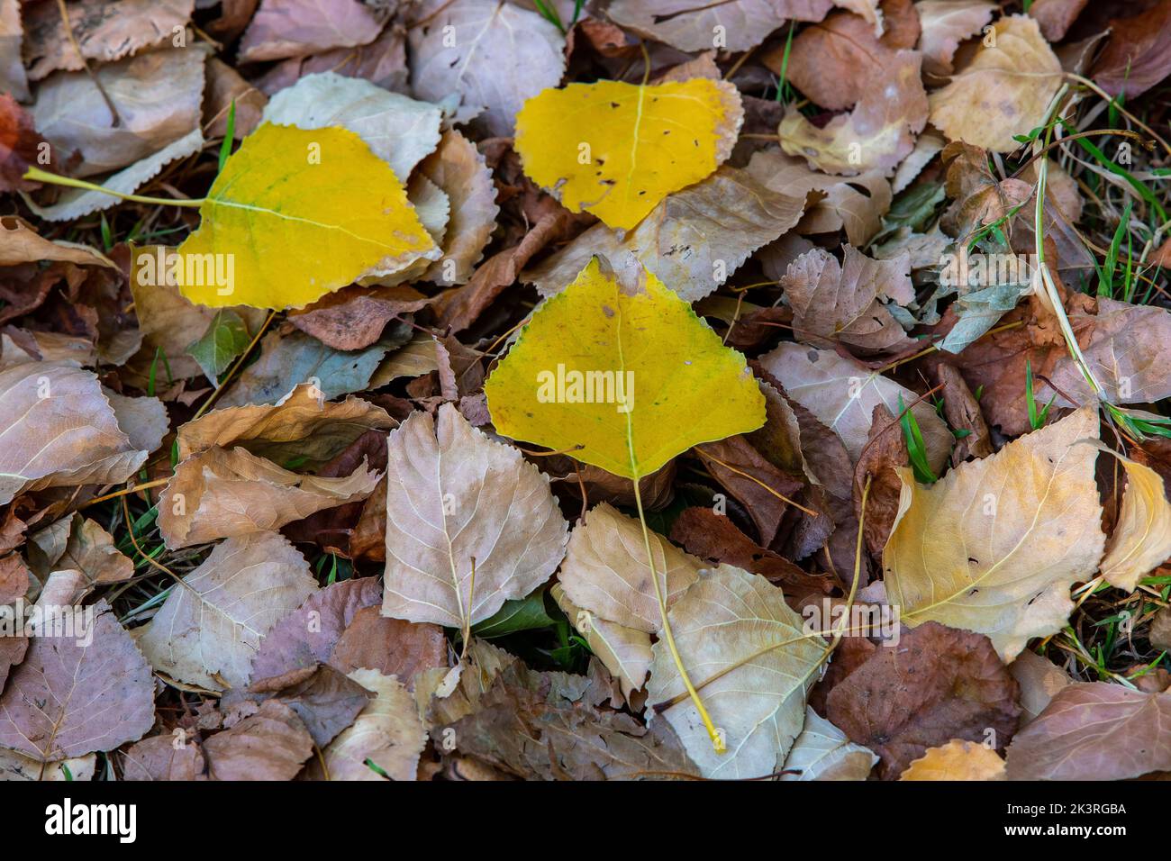 Frühe Herbstzeichen mit fallenden Blättern im Abington Park, Northampton, Engalnd, Großbritannien. Stockfoto