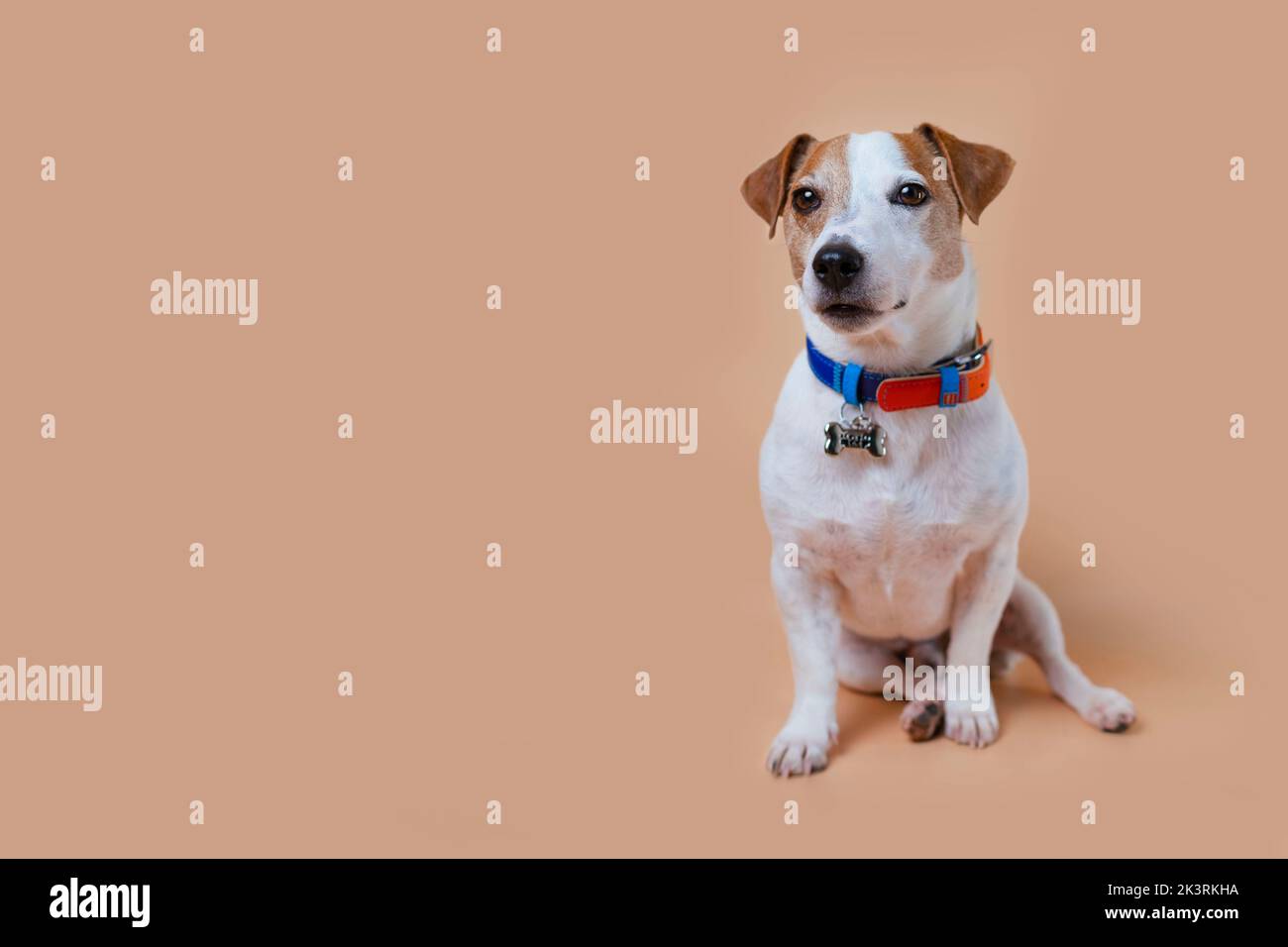 Hund Jack Russell ist in einem schönen Kragen mit Knochen gekleidet. PET sitzt im Hintergrund im Studio Stockfoto