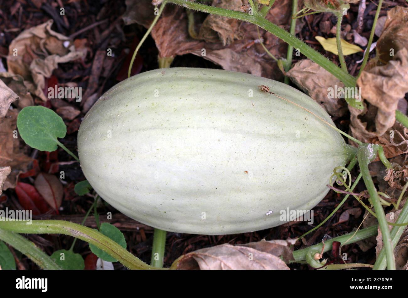 Ein Vollbildbild einer ovalen grau-grünen Mangomel-Melone, eine neue Sorte, die auf dem Boden reift. Cottage Garden, Südengland, September Stockfoto