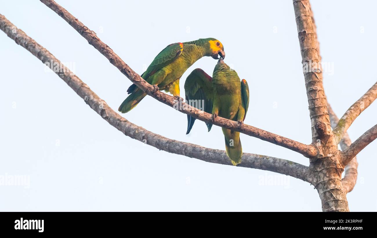 Amazonas mit türkisfarbener Vorderseite, Amazona aestiva.Mato grosso Brasilien Stockfoto