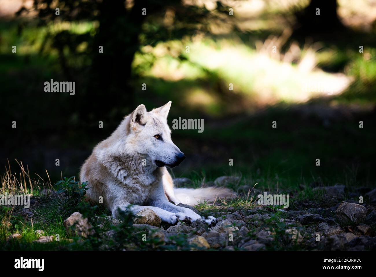 Porträt eines schwarzen Wolfes oder eines holzwolf im Wald Stockfoto
