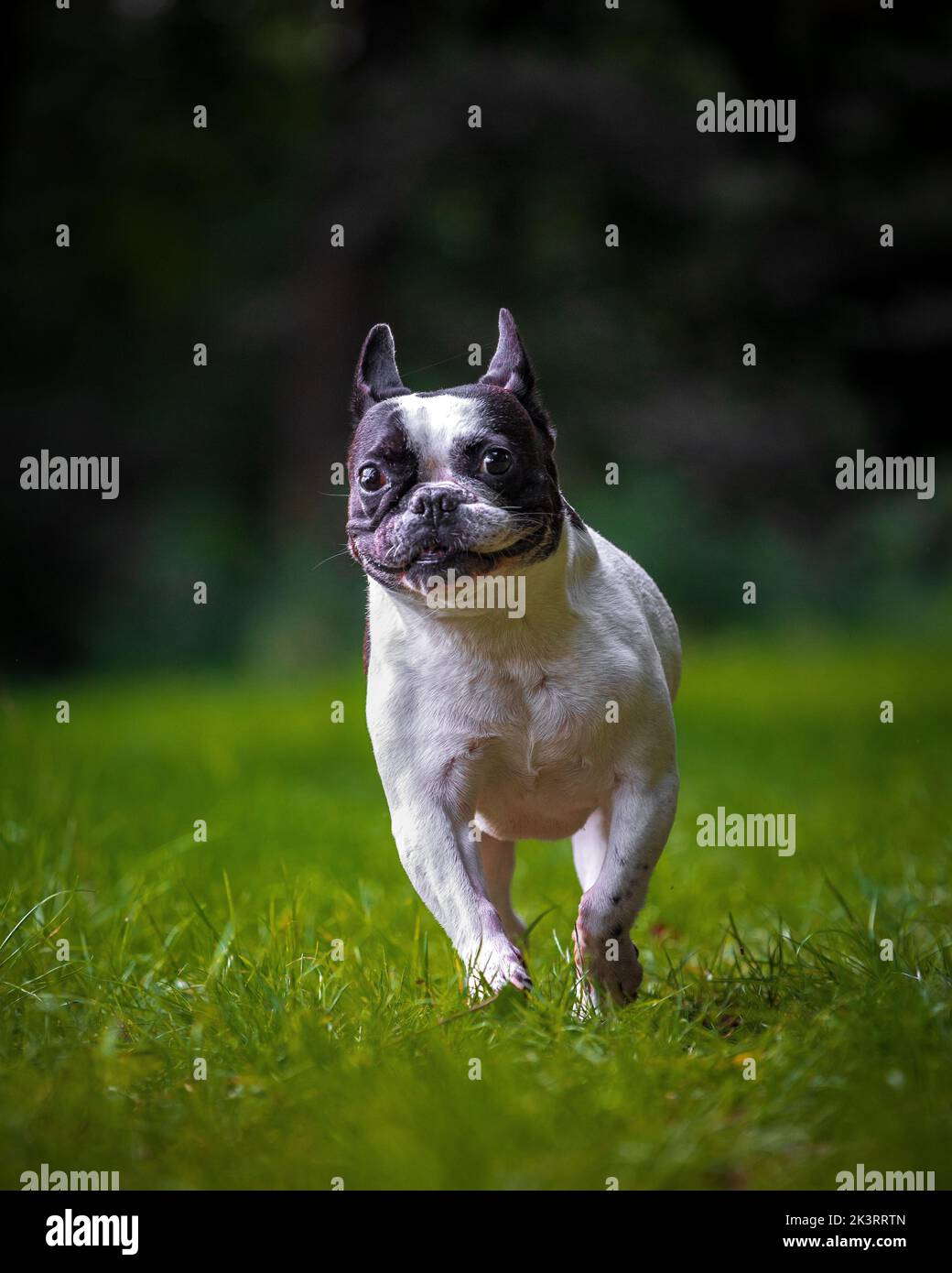 Eine alte französische Bulldogge, die mit purer Freude wild läuft. Stockfoto