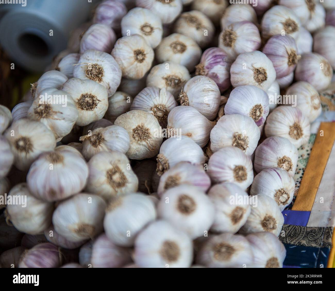 Im Salone del Gusto sprechen wir über die gesundheitlichen Eigenschaften von Knoblauch Stockfoto