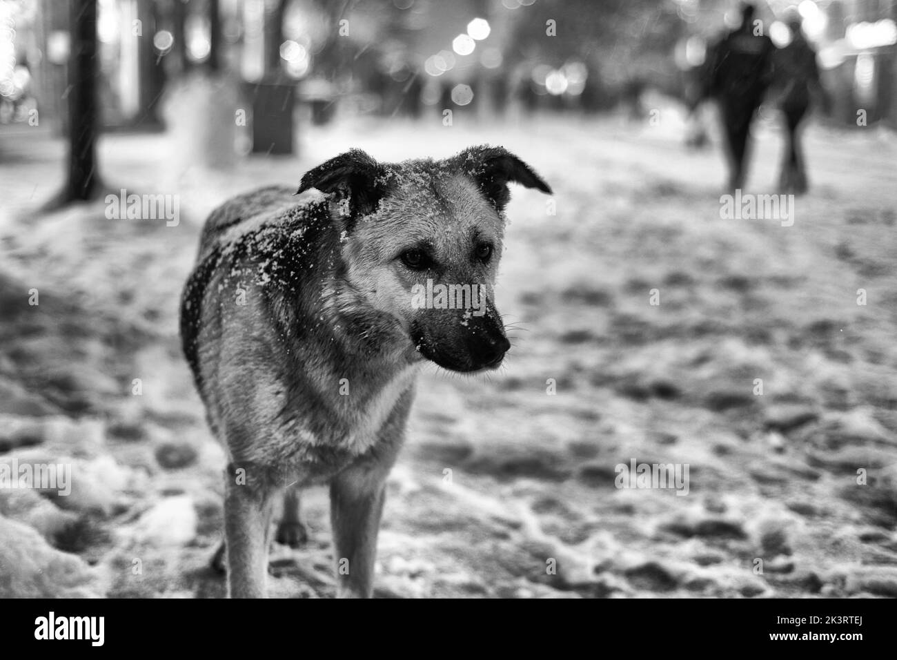 Eine Nahaufnahme von niedlichem Hund in der verschneiten Nacht Stockfoto