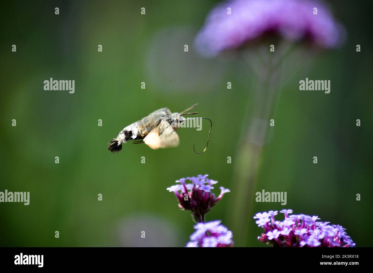 Eine Kolibri-Falkenmotte (Macroglossum stellatarum) schwebt und ernährt sich von einer Verbena bonariensis Blume, East Yorkshire - England Stockfoto