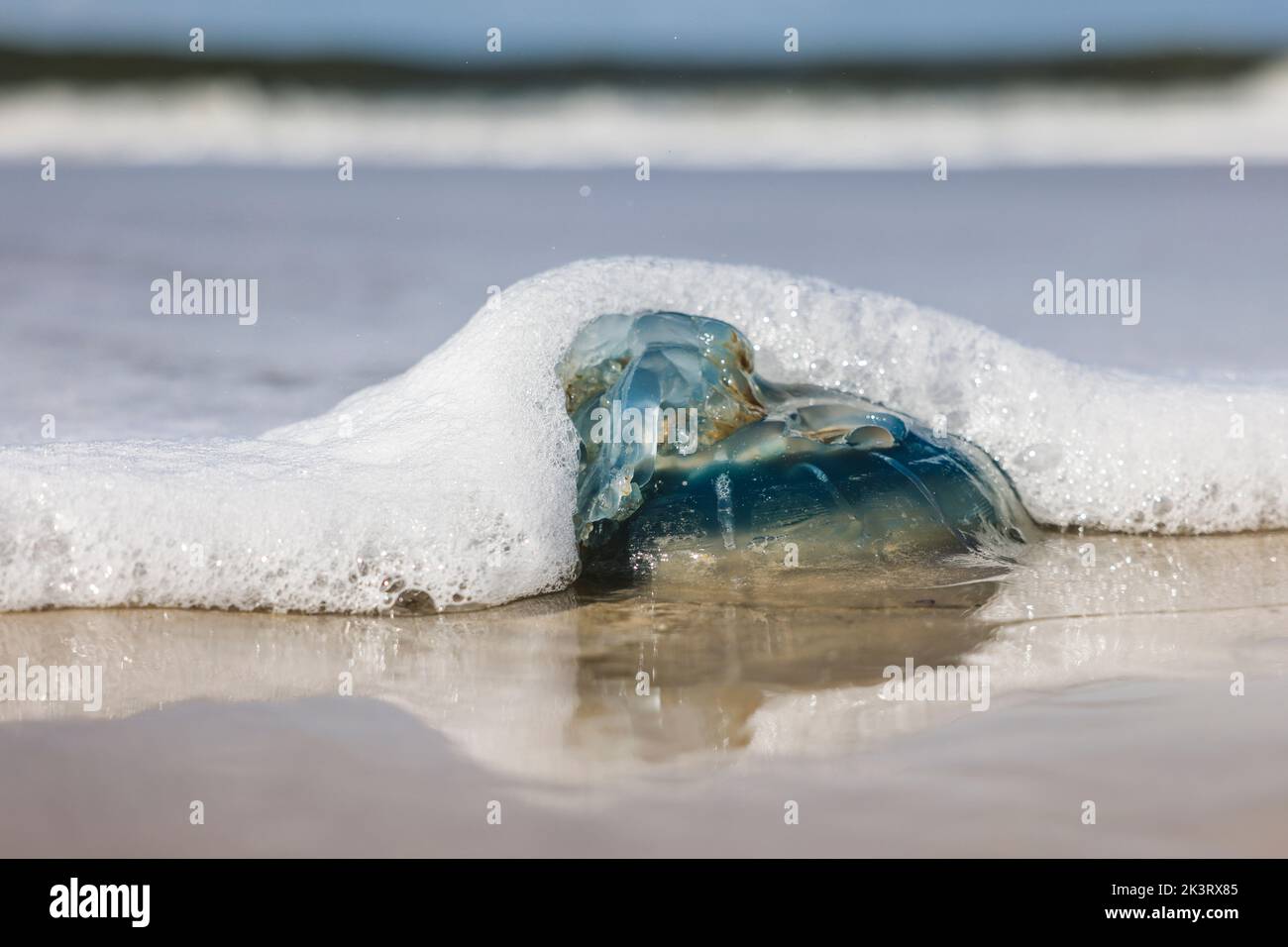 28. September 2022, Schleswig-Holstein, Westerland/Sylt: Eine blaue Nesselqualle wird im Sonnenschein am Brandenburger Strand vom Wasser gewaschen. Foto: Frank Molter/dpa Stockfoto