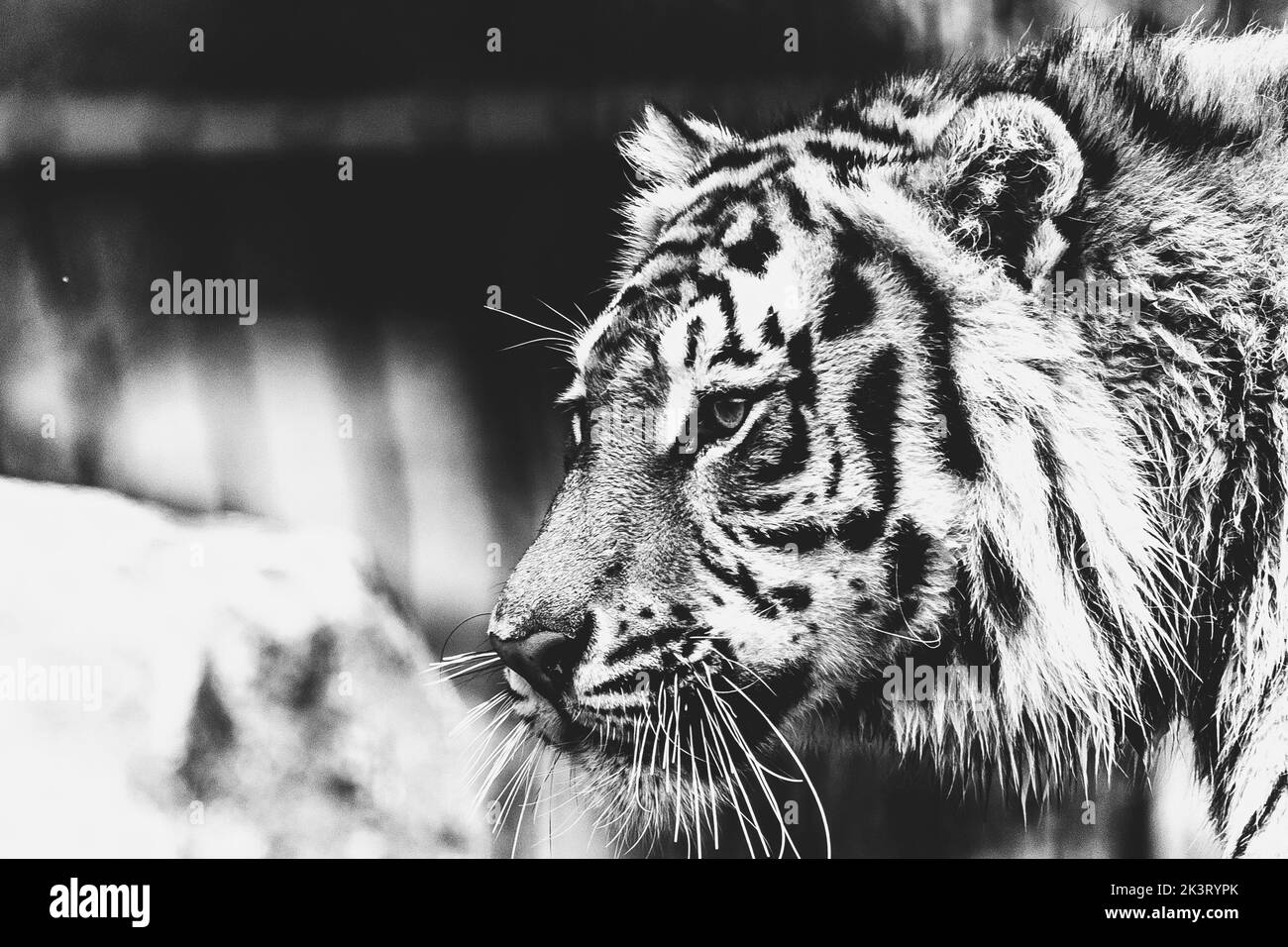 Ein schwarz-weißes Porträt eines sibirischen Tigers, der sich umschaut.das große Raubtier sieht sehr majestätisch aus. Die Großkatze ist auf der Suche nach Beute. Stockfoto