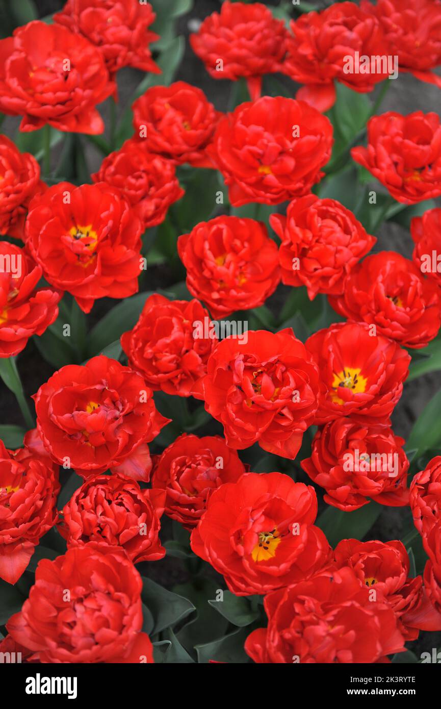Im April blühen in einem Garten rote, pfingstrose Doppeltulpen (Tulipa) Salcido Stockfoto