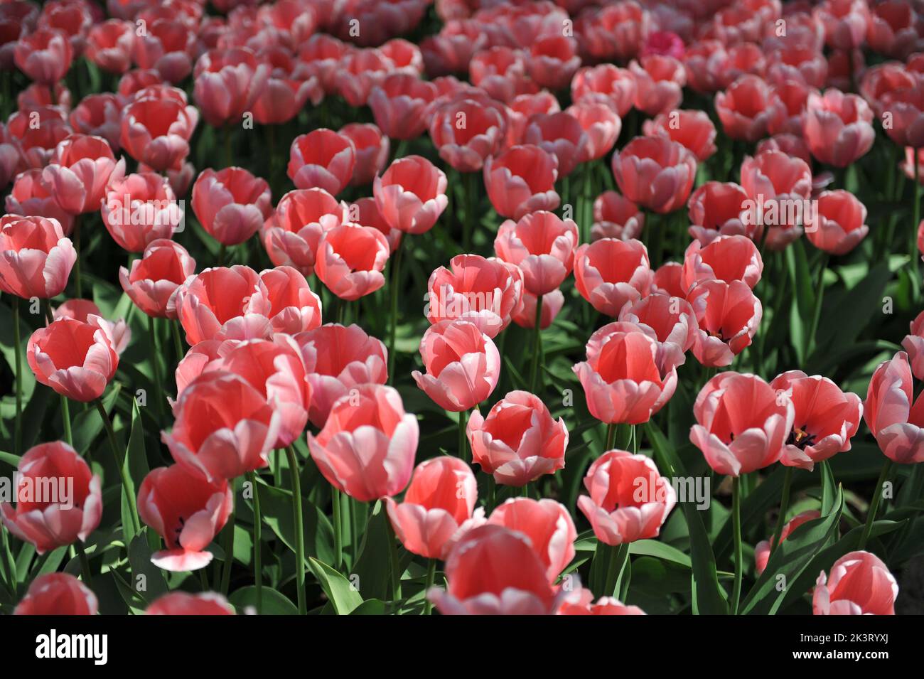 Im April erblühen in einem Garten die rosa Darwin Hybrid Tulpen (Tulipa) Lachs Stockfoto