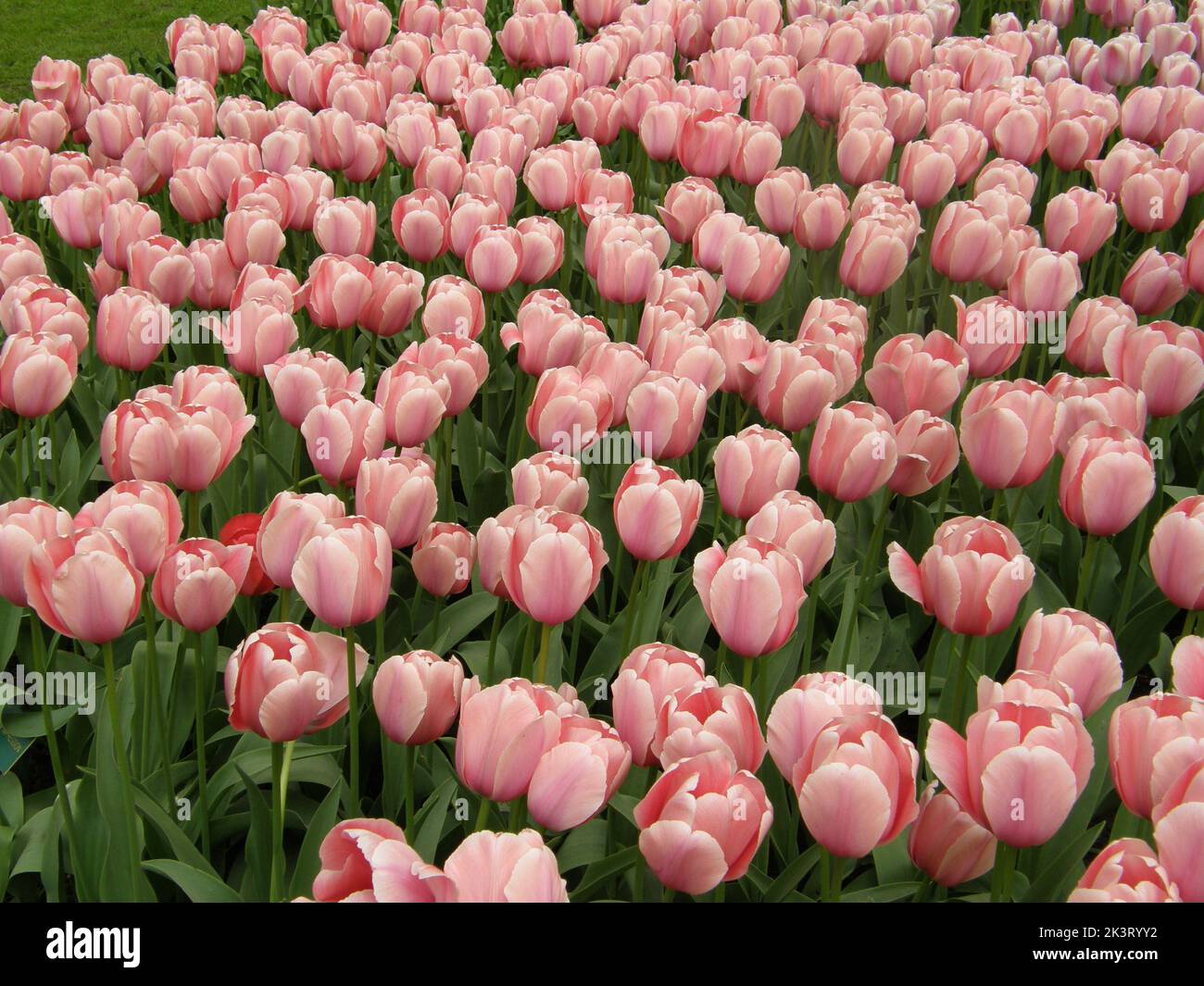 Im April erblühen in einem Garten die rosa Darwin Hybrid Tulpen (Tulipa) Lachs Stockfoto