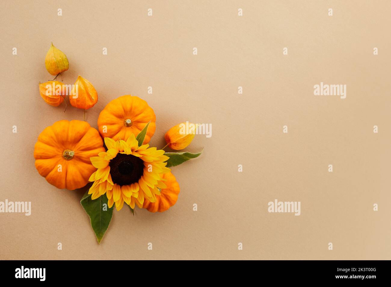 Kürbis und Sonnenblumen auf pastellfarbenem Hintergrund mit Kopierfläche. Herbsthintergrund Dekoration. Stockfoto