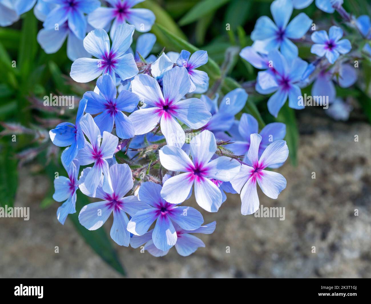 Hübsche blaue Phlox divaricata Chattahoochee Blumen in der Nähe Stockfoto