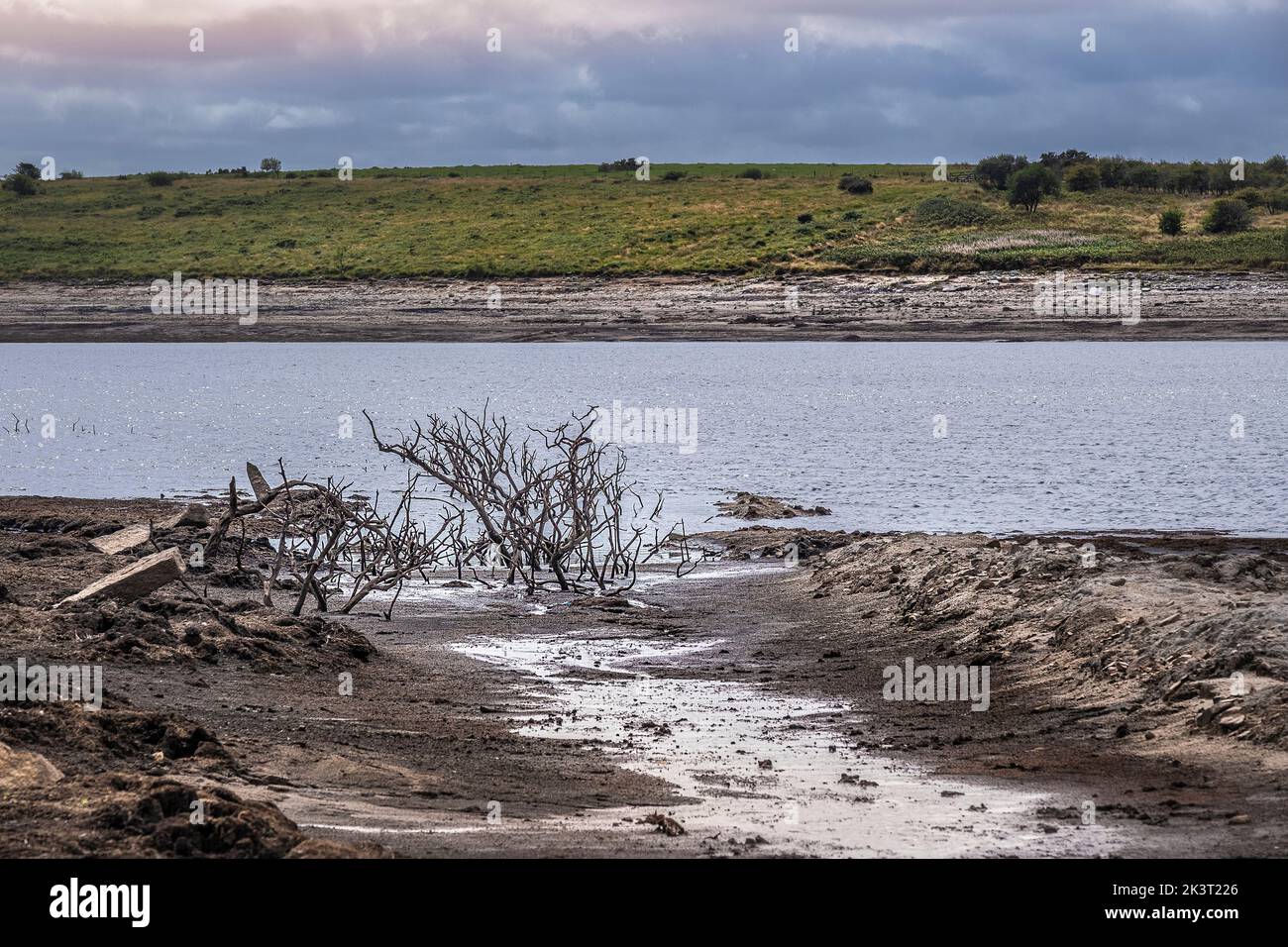 Dürrezustände und rückläufige Wasserstände setzen die Überreste von skelettartigen toten Bäumen im Colliford Lake Reservoir auf Bodmin Moor in Cornwall im aus Stockfoto