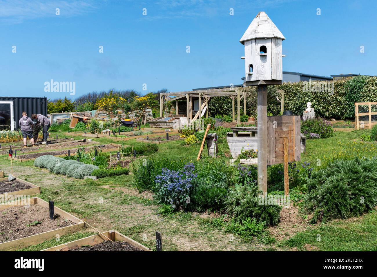 Newquay Orchard arbeitet ehrenamtlich in der Community Growing Space in Newquay Orchard. Newquay Orchard ist ein von der Community geschaffener Raum für die com Stockfoto