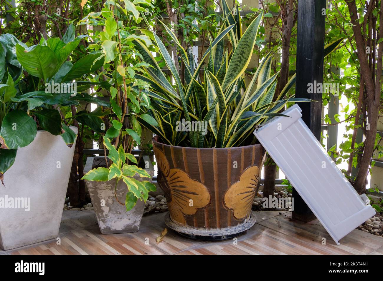 Die Schlangenpflanze (Dracaena trifasciata.) im Terrakotta-Pflanzentopf ist auf der Terrasse des Stadthauses, Vorderansicht mit dem Kopierraum, dekoriert. Stockfoto