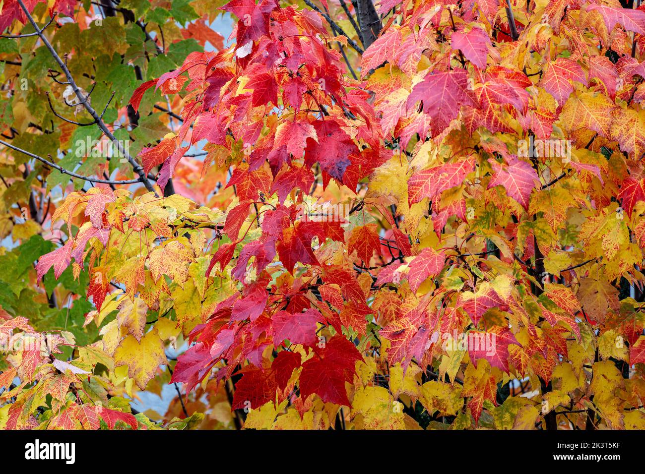 Grüne, rote und gelbe Ahornblätter im Herbst auf einem Baum mit Unschärfe (Hippocastanoideae, Sapindaceae, Rosiden) Stockfoto
