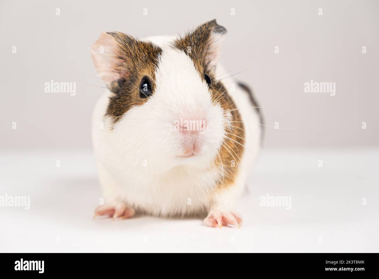 Ein kleines Meerschweinchen im Alter von 2 Monaten sitzt auf weißem Hintergrund Stockfoto