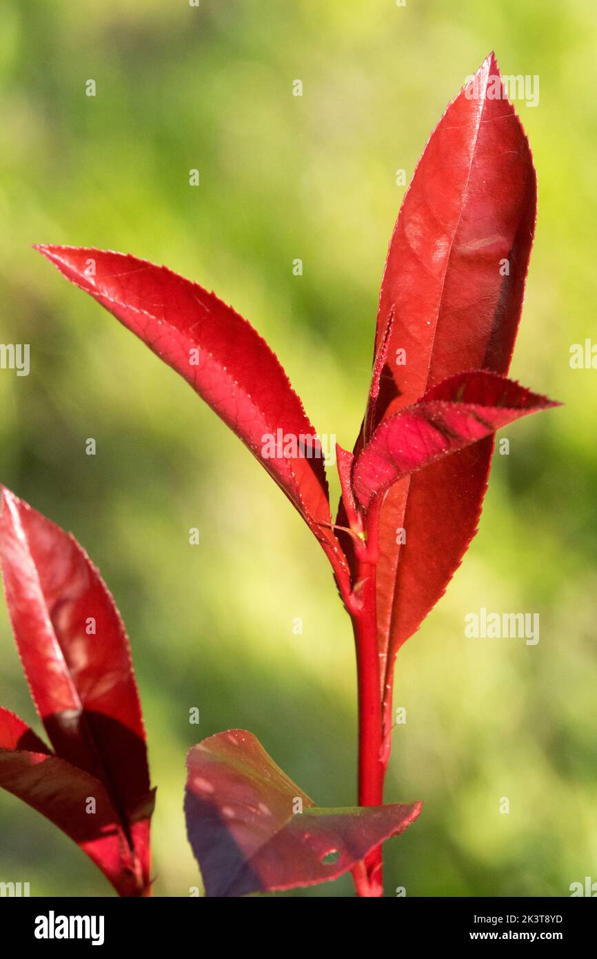 Rotes Blatt, rotbestückte Photinia, Pflanze, Photinia „Carre Rouge“, grüner Hintergrund Stockfoto