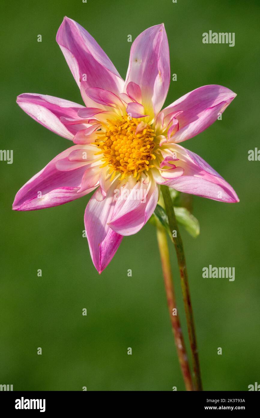 Dahlia-Blume auf dem Stamm, Dahlia-Blume auf grünem Hintergrund, Dahlia „Fancy Pants“ Dahlia-Orchette-Gruppe Pink-Blüte Portrait Einzelblume Stockfoto